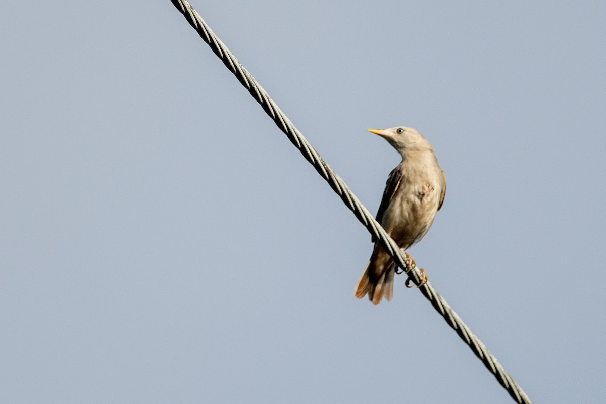 Chestnut-tailed Starling - Bharatendra Singh Parihar