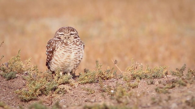Burrowing Owl (Southern) - ML354716281