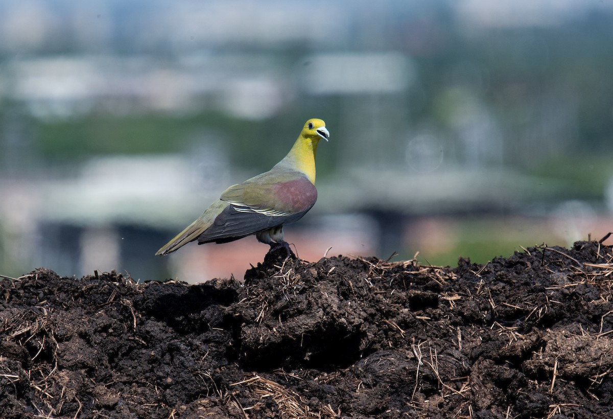 White-bellied Green-Pigeon - ML354718311