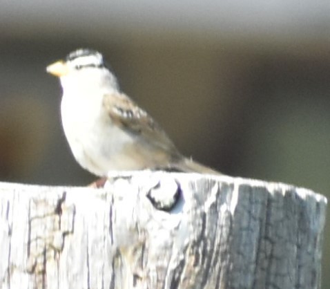 White-crowned Sparrow - ML354720481