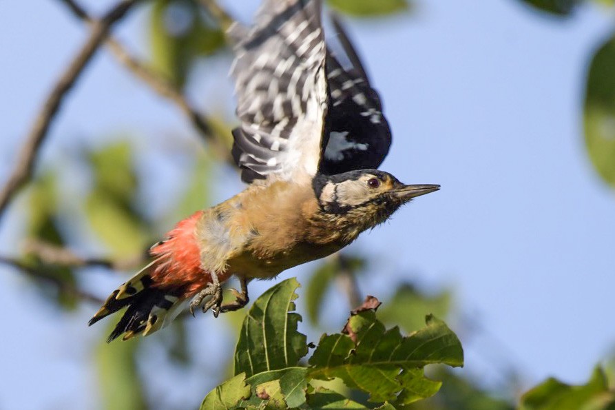 Himalayan Woodpecker - Bhupinderjit  Kaur Waraich