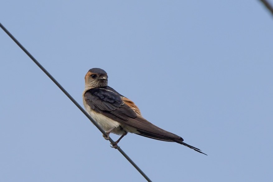 Red-rumped Swallow - ML354722021