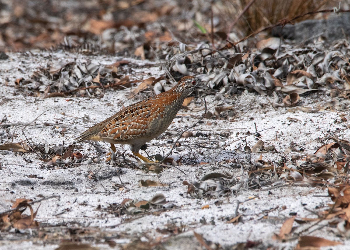 Painted Buttonquail - ML354723921