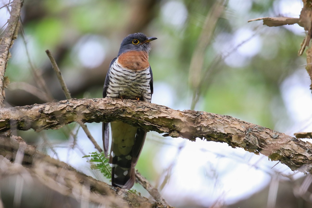 Red-chested Cuckoo - ML354724031