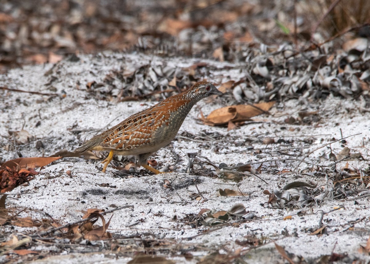 Painted Buttonquail - ML354724201