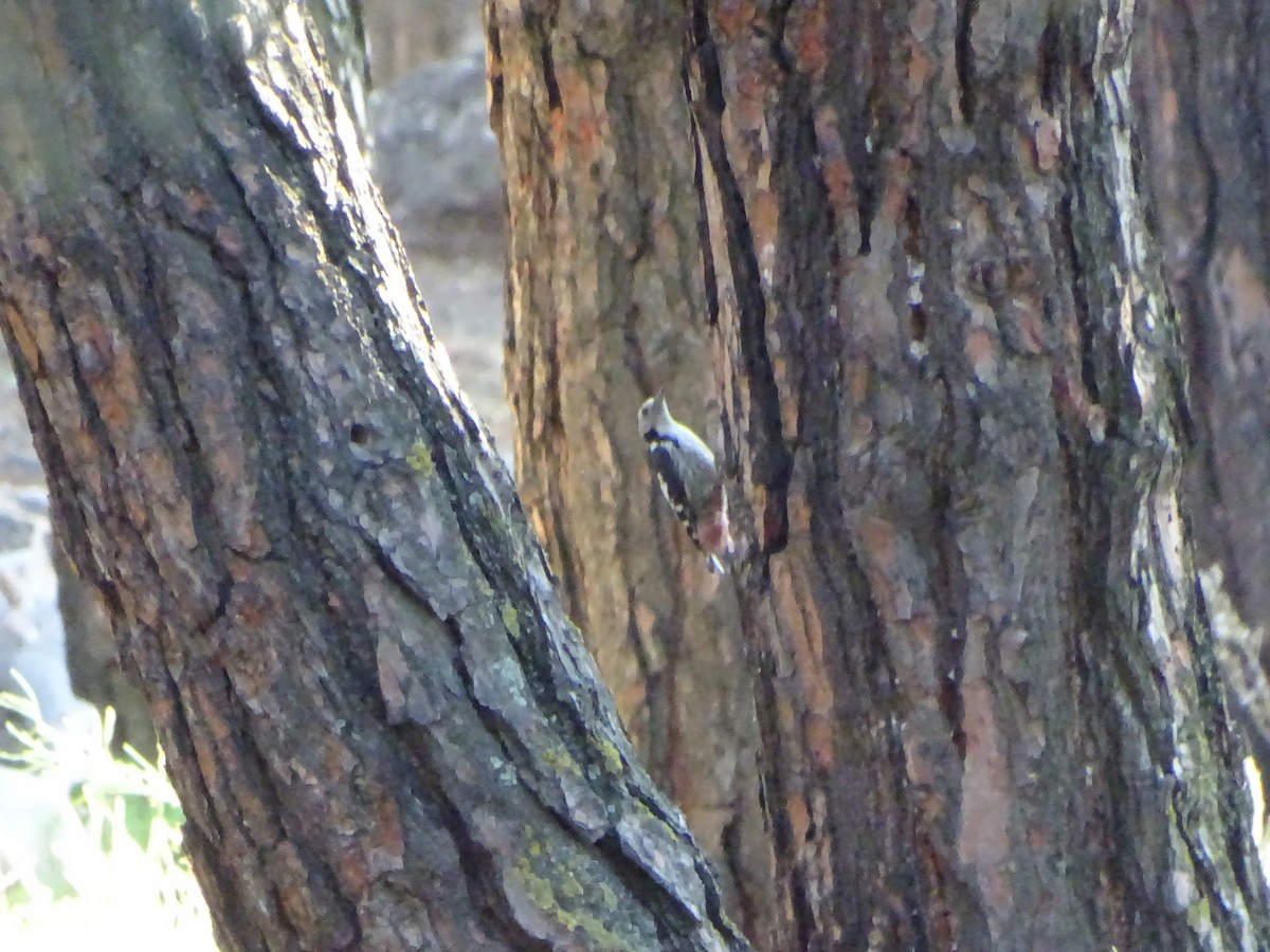Middle Spotted Woodpecker - ML354725431