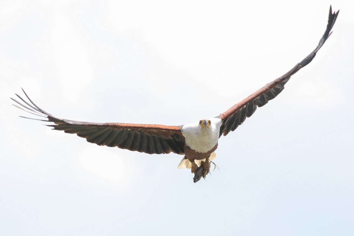 African Fish-Eagle - ML354725571
