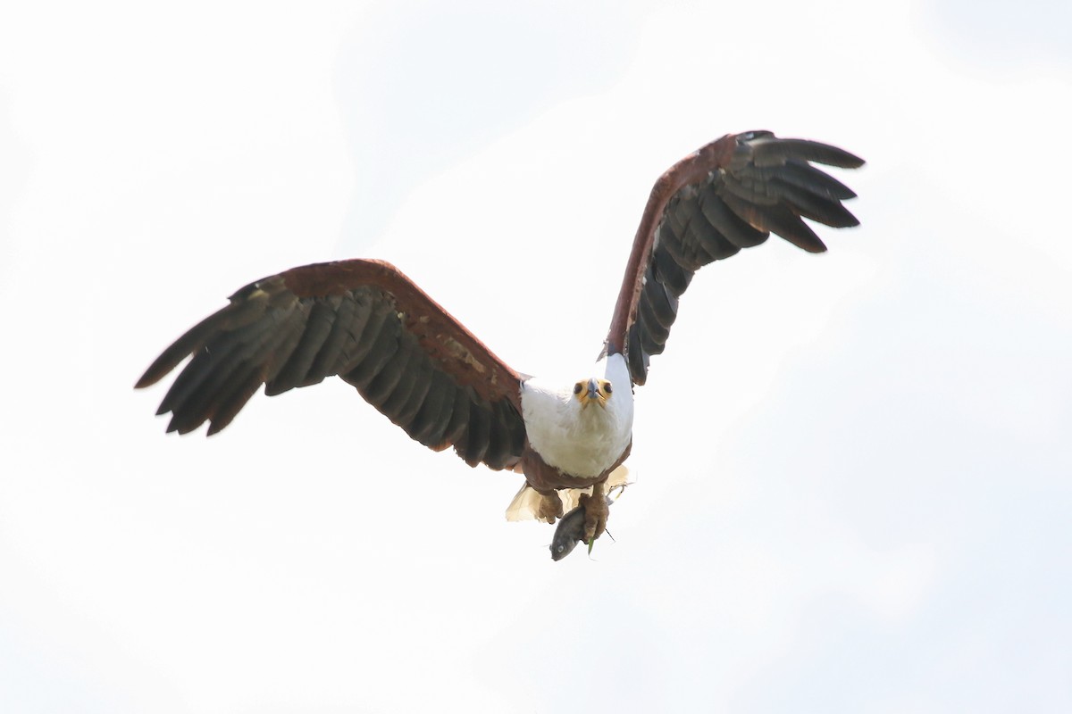 African Fish-Eagle - ML354725601