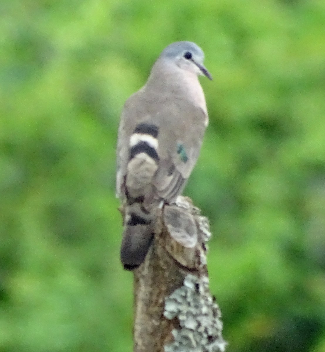 Emerald-spotted Wood-Dove - ML354727871