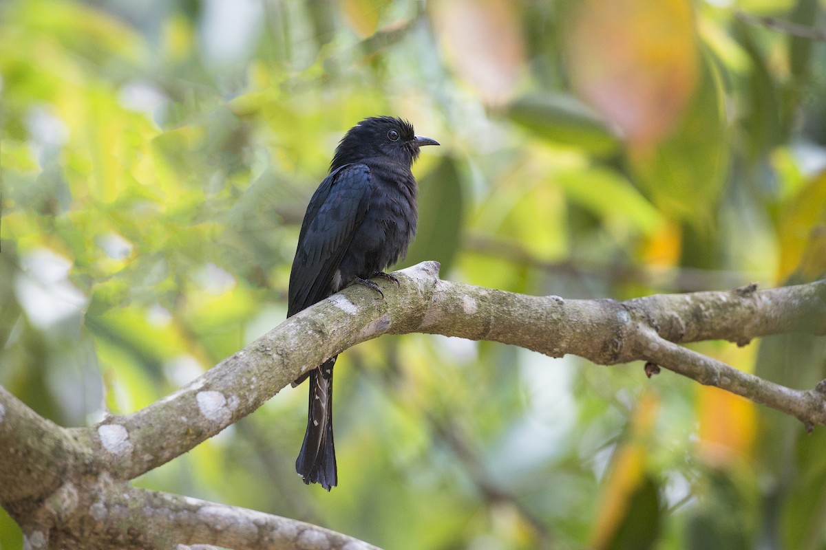 Square-tailed Drongo-Cuckoo - ML354729891