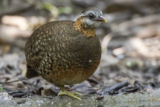 Scaly-breasted Partridge, ML354730741