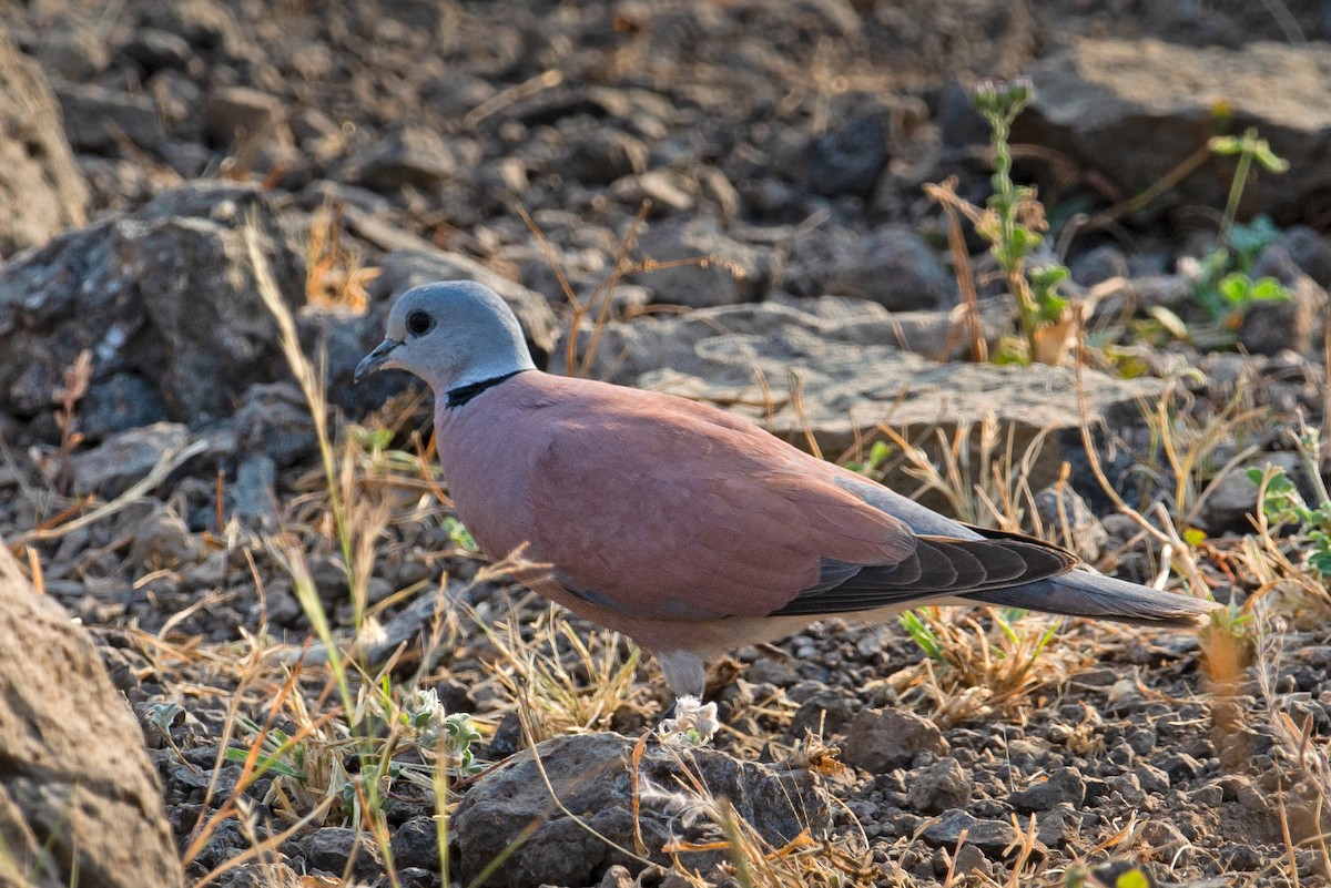 Red Collared-Dove - ML354731791