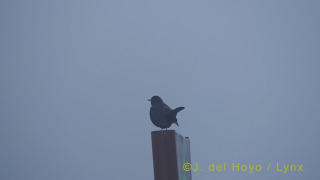Eurasian Blackbird - ML354732691
