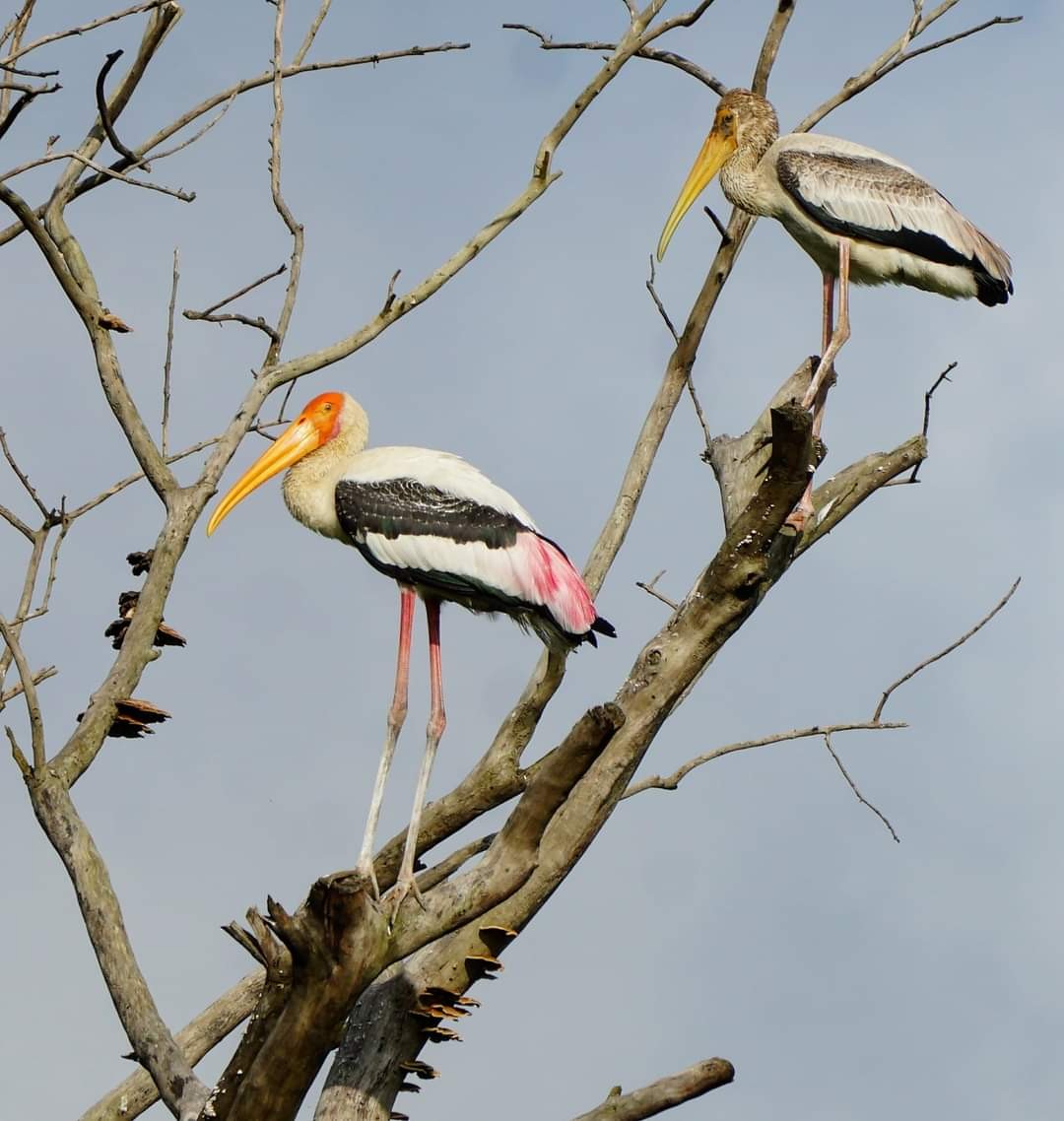 Painted Stork - Avijit Koner