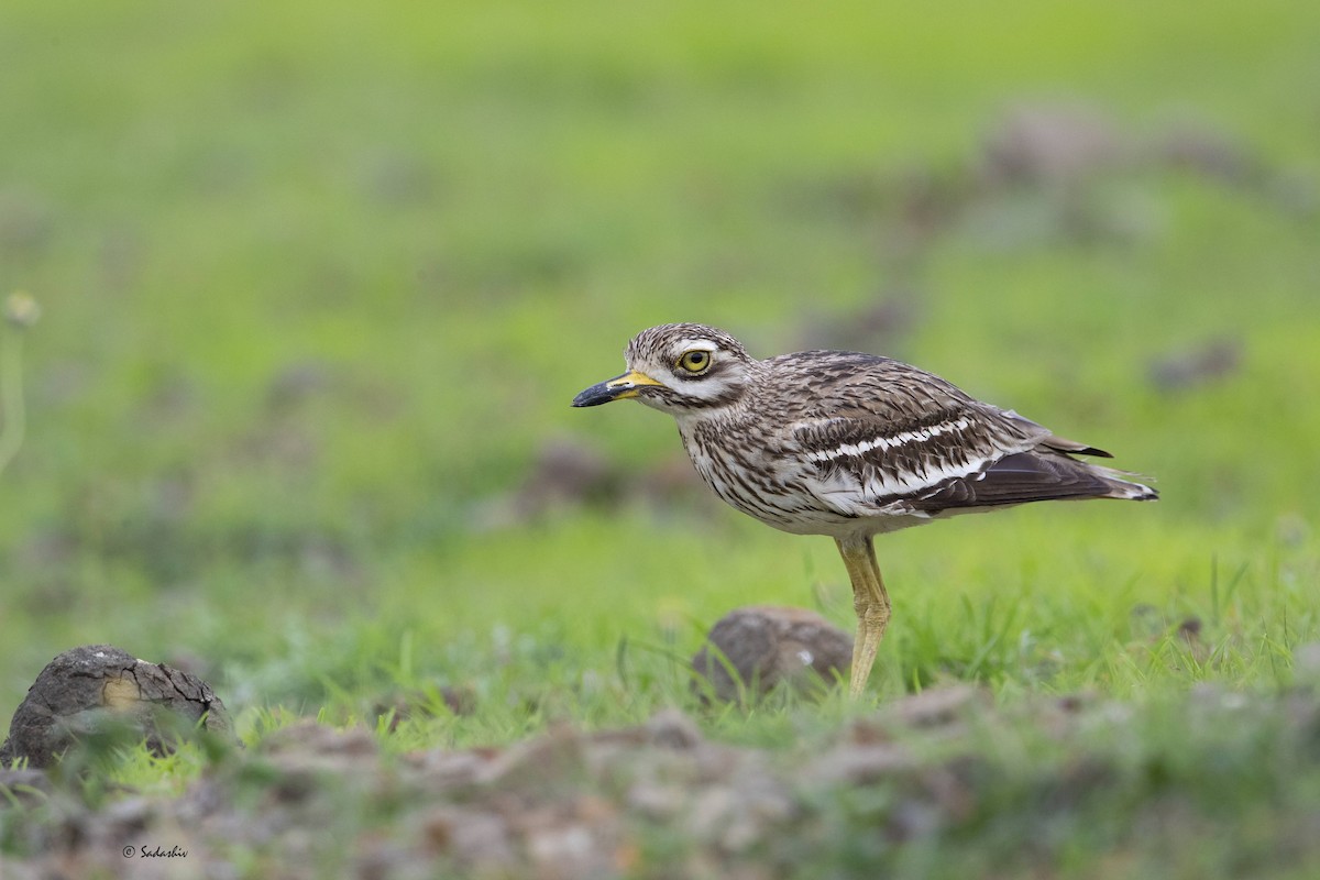 Indian Thick-knee - ML354733311