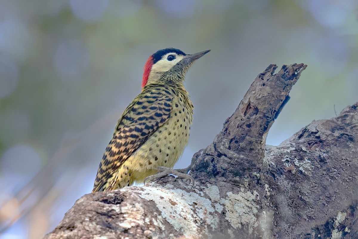 Green-barred Woodpecker - Mario Vigo