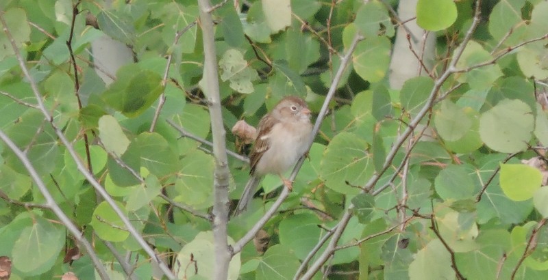Field Sparrow - Jon P. Ruddy