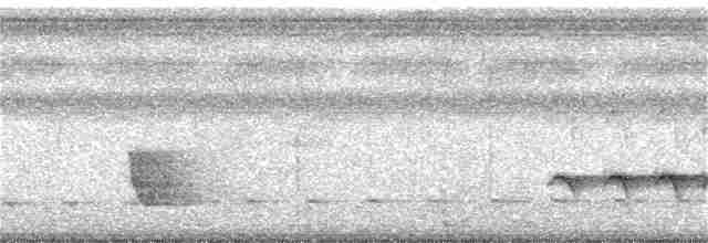 Kara Kuyruklu Karıncakuşu - ML354752761
