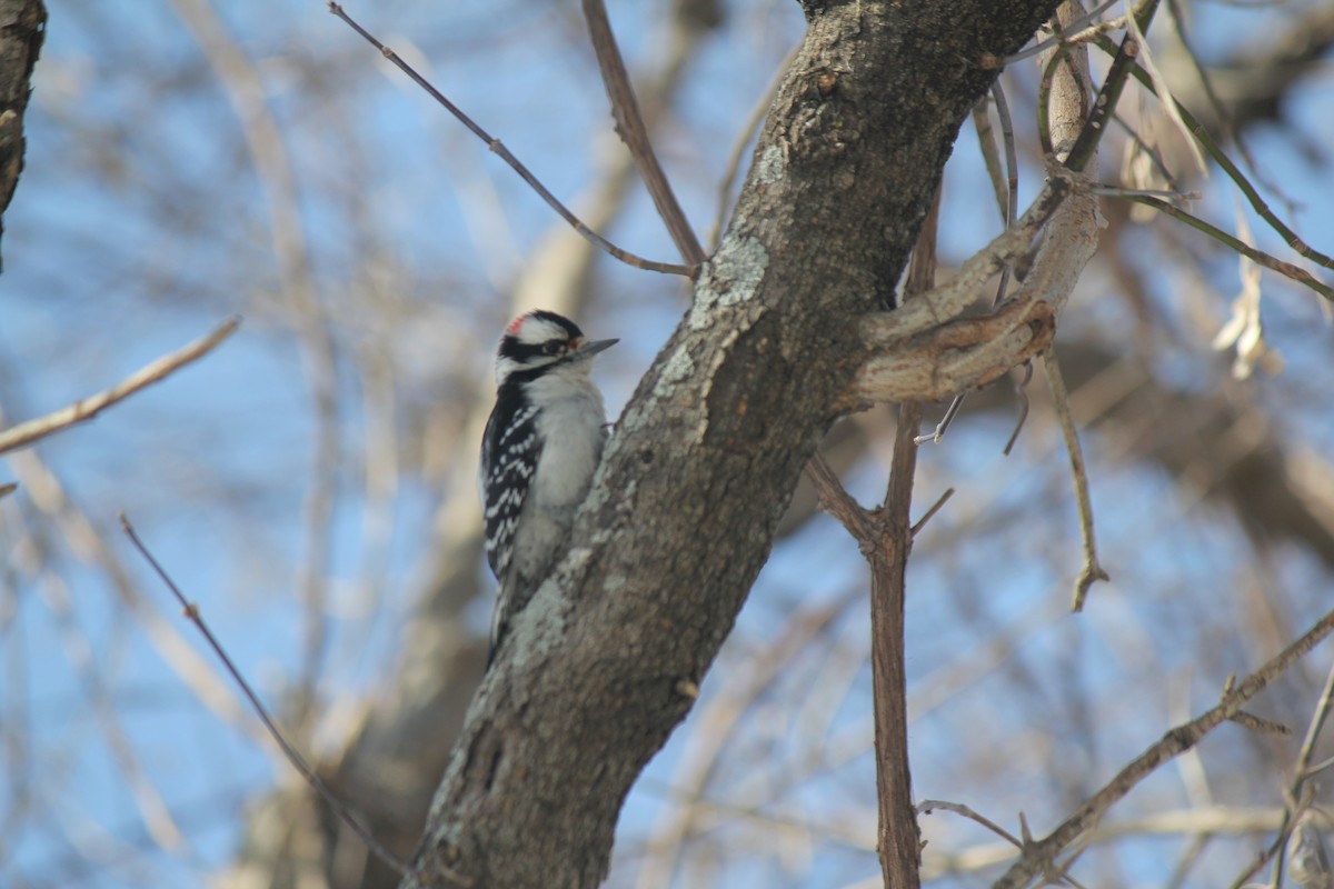 Downy Woodpecker - ML35476081