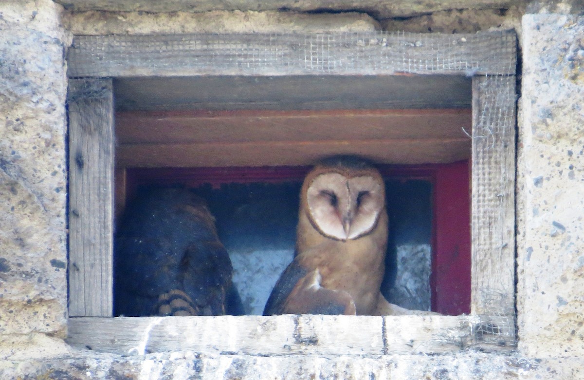 Barn Owl - Nels Nelson