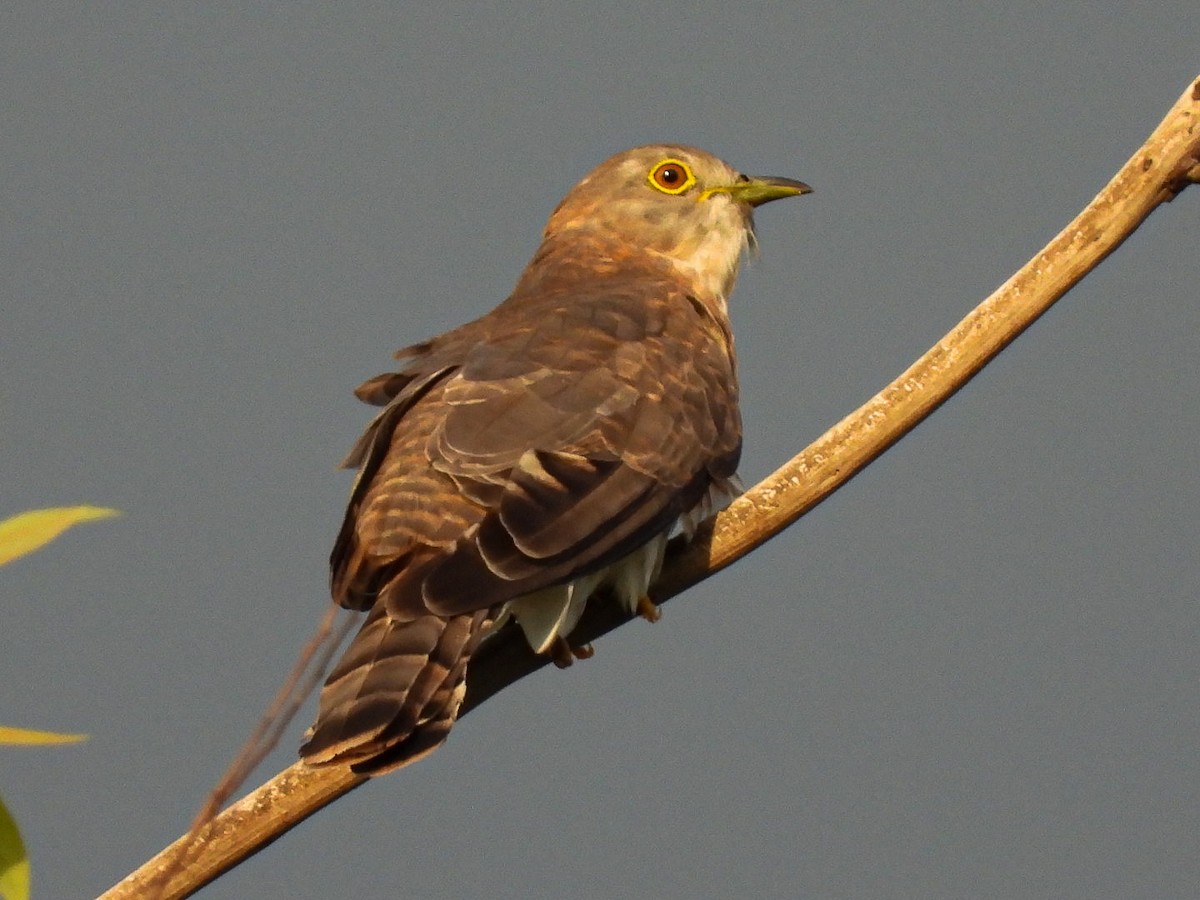 Common Hawk-Cuckoo - Lakshmikant Neve