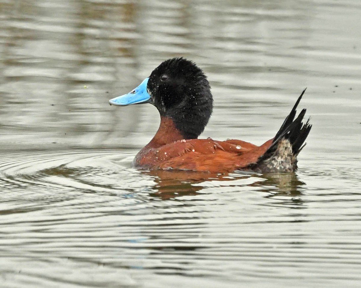 Andean Duck - ML354766361