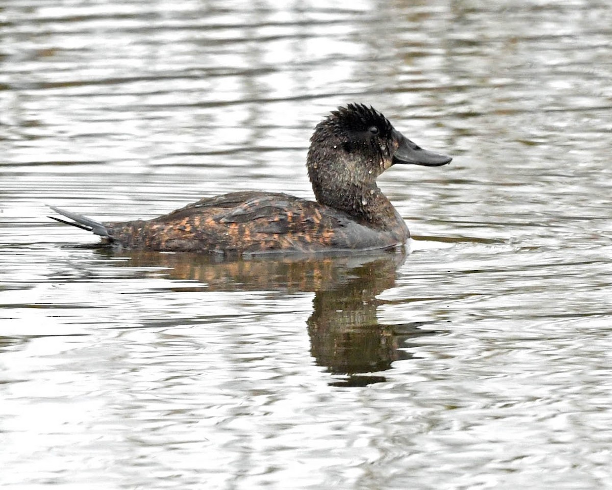 Andean Duck - ML354767391