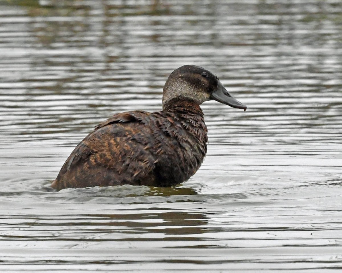 Andean Duck - ML354767401