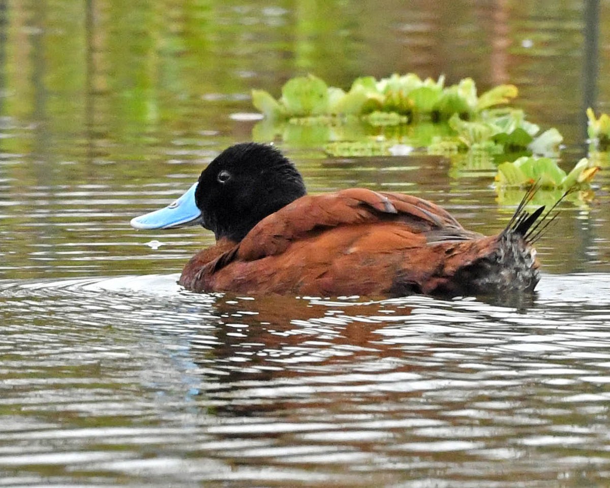 Andean Duck - ML354767411