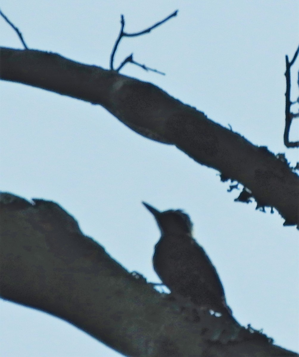 Golden-crowned Woodpecker - ML354775751