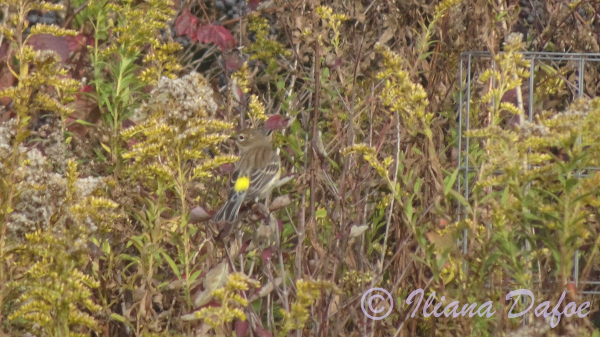 Yellow-rumped Warbler (Myrtle) - Iliana Dafoe
