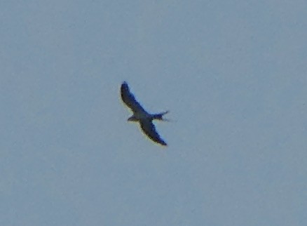 Swallow-tailed Kite - Sare Demarest