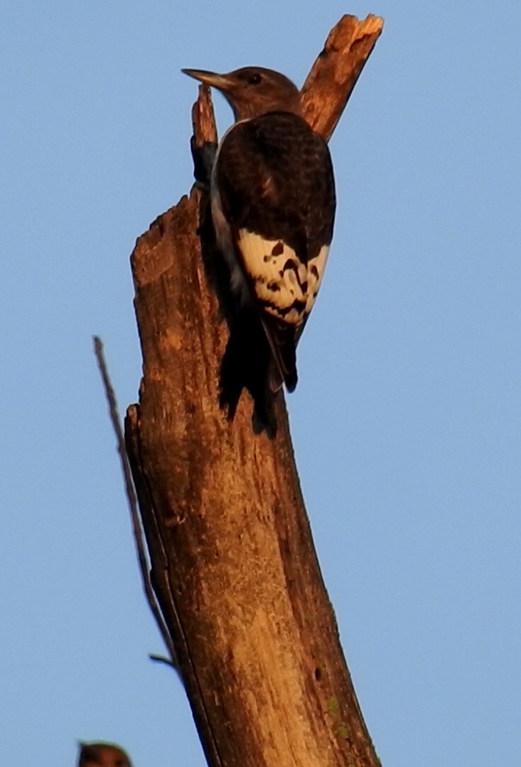 Red-headed Woodpecker - ML35478311