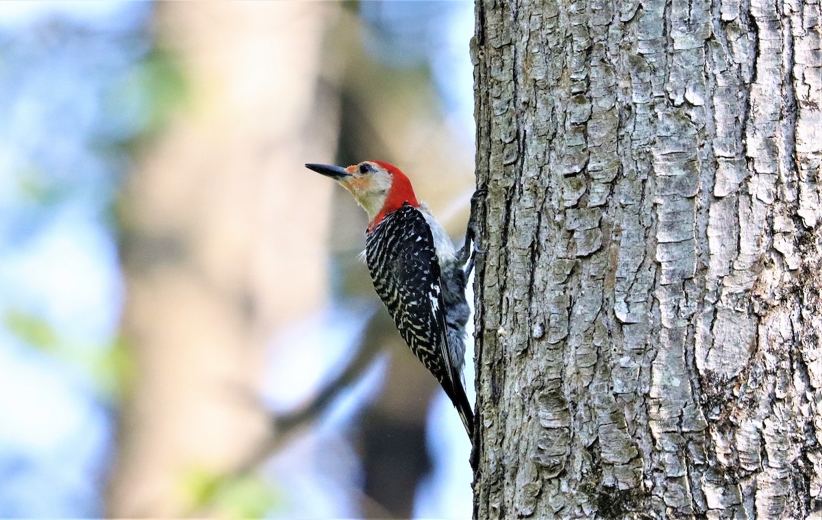 Red-bellied Woodpecker - ML354791441
