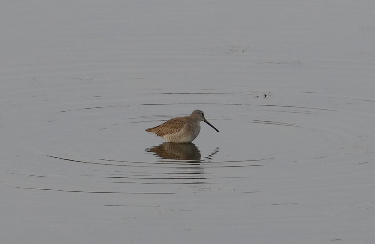 Long-billed Dowitcher - ML354796551