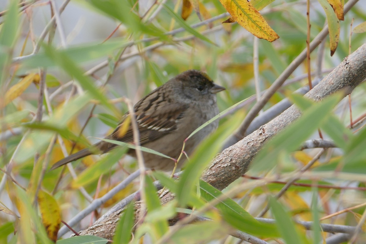 Golden-crowned Sparrow - ML354797451