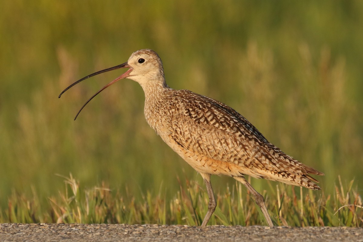 Long-billed Curlew - ML354801081