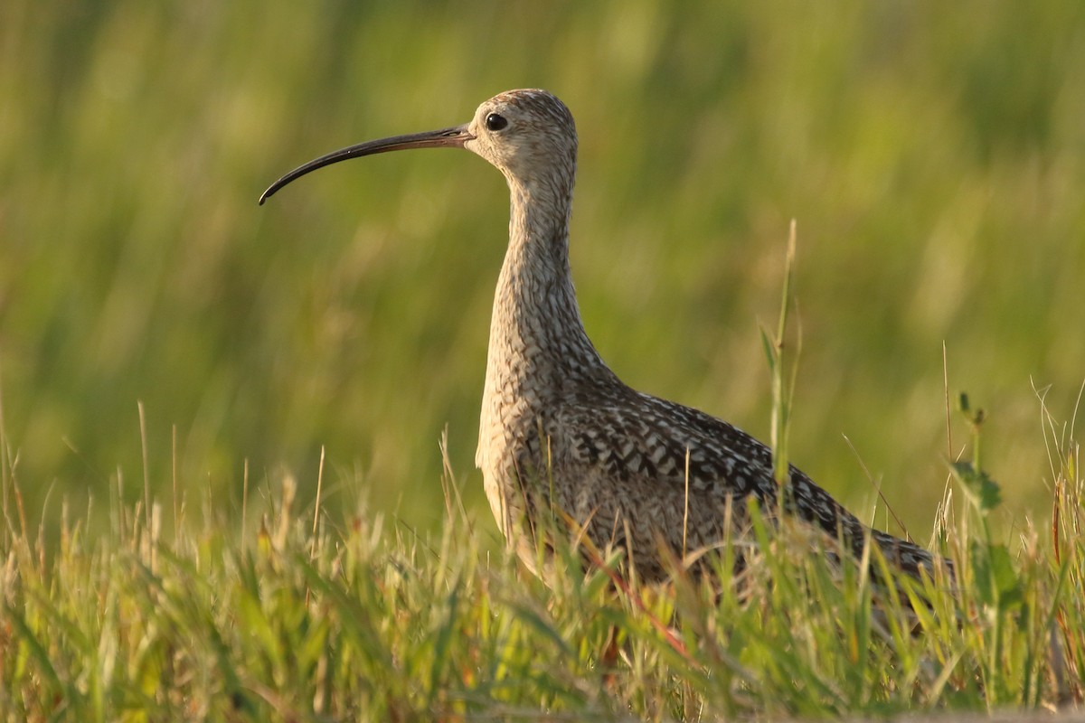 Long-billed Curlew - gord smith