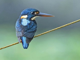  - Indigo-banded Kingfisher