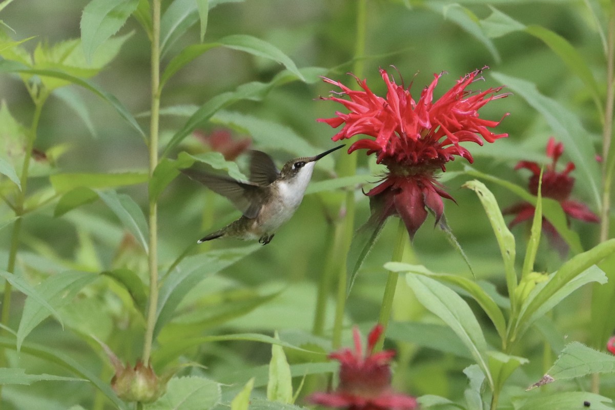 Ruby-throated Hummingbird - ML354805051