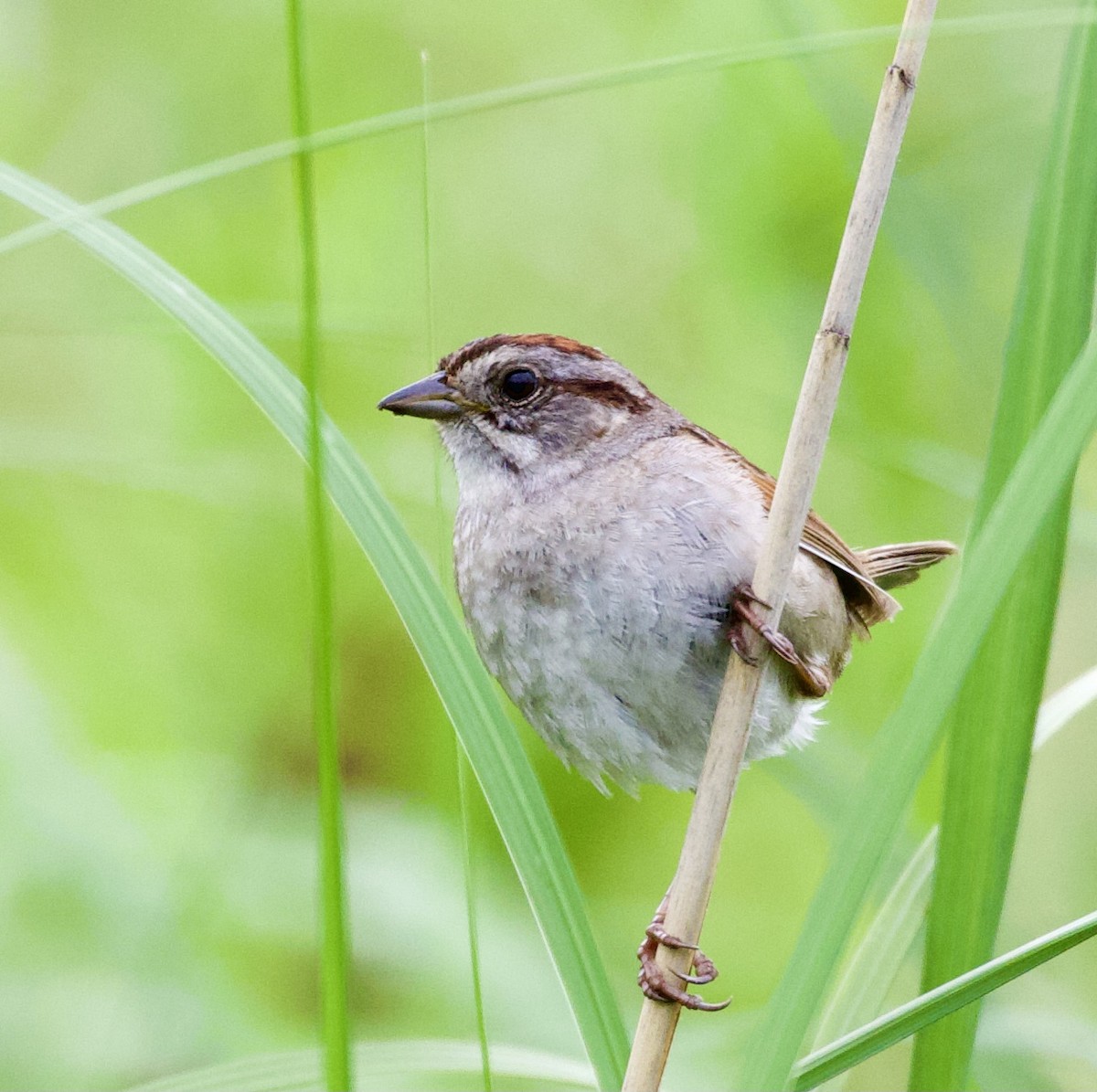 Swamp Sparrow - ML354810511