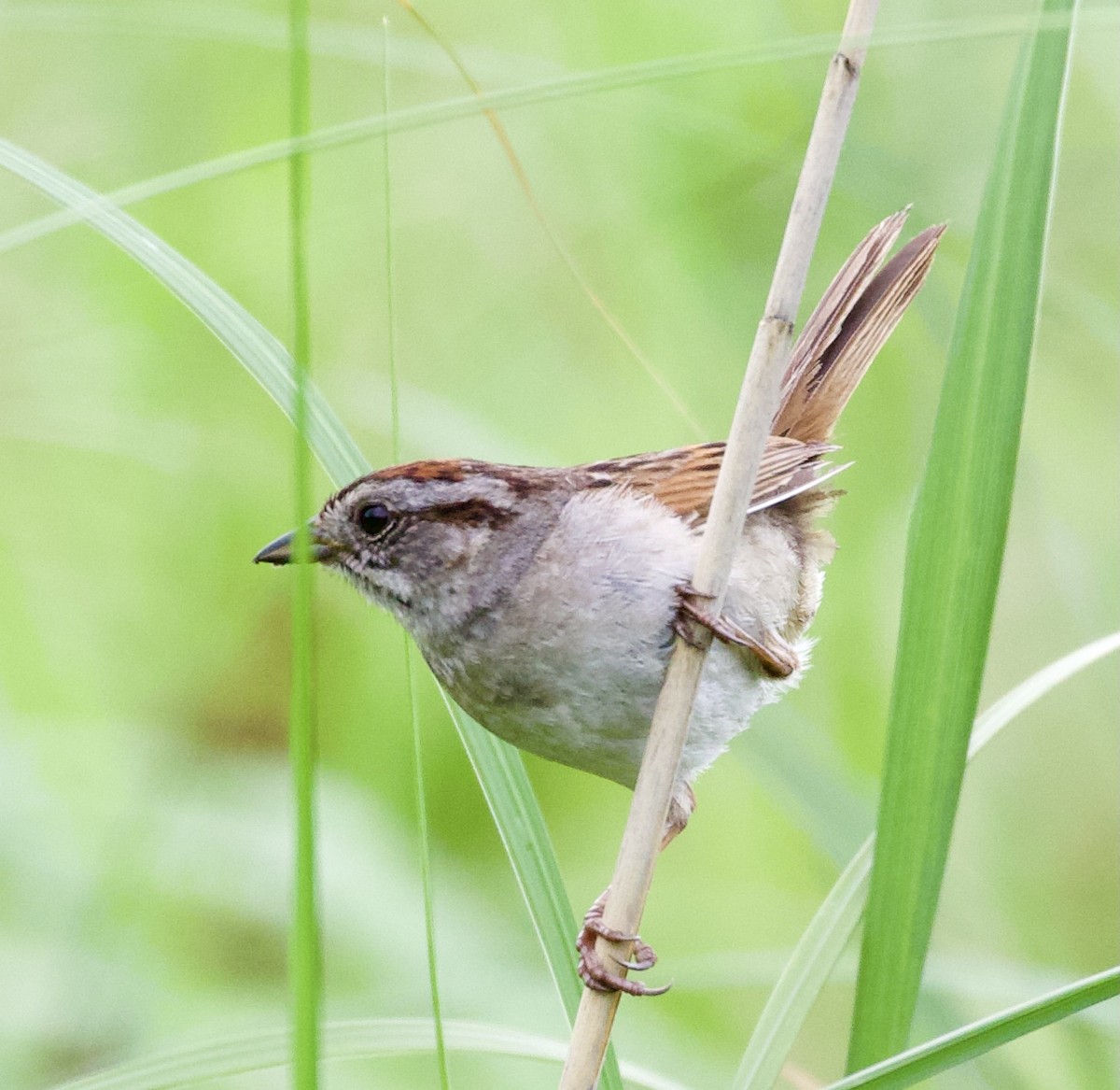 Swamp Sparrow - ML354810521