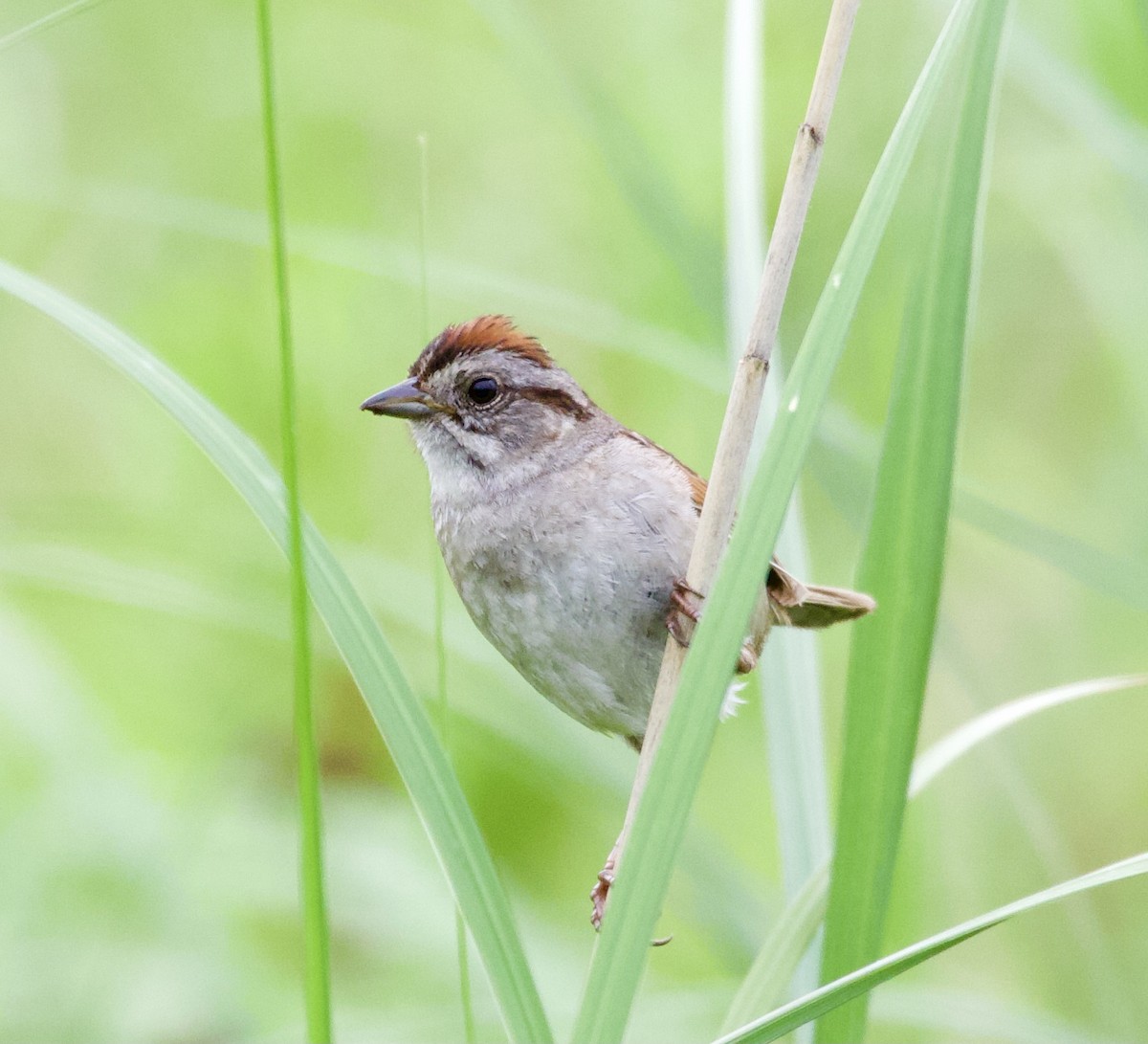 Swamp Sparrow - David Gruver