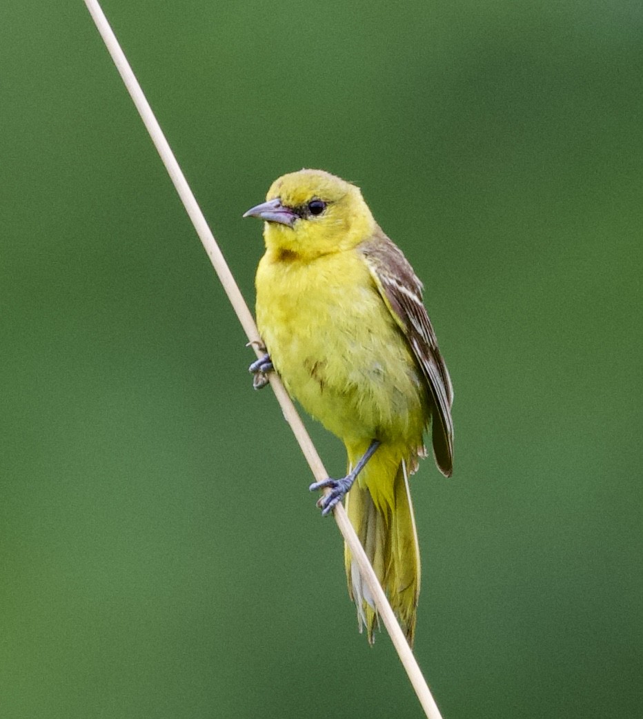 Orchard Oriole - ML354810681
