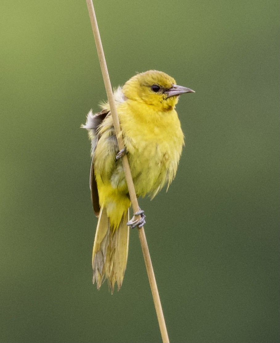 Orchard Oriole - ML354810691