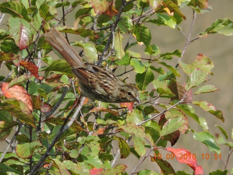 Song Sparrow - Jon P. Ruddy