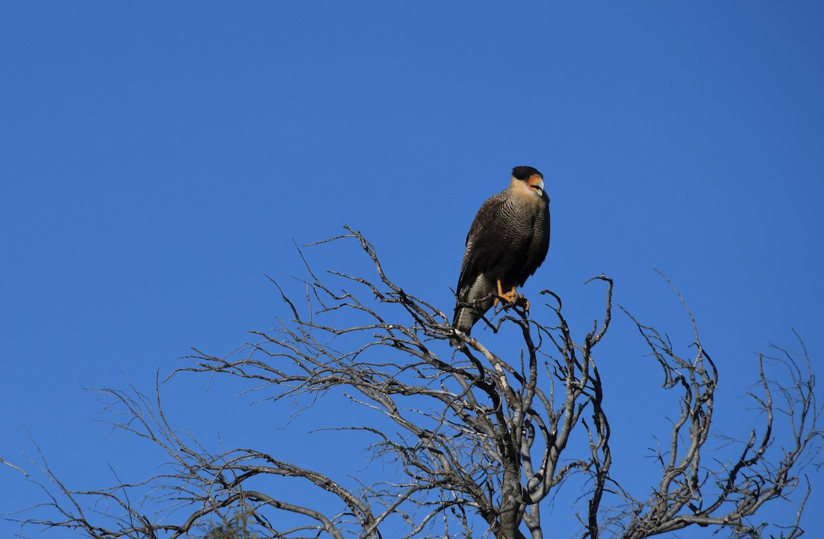 Crested Caracara (Southern) - ML354821631