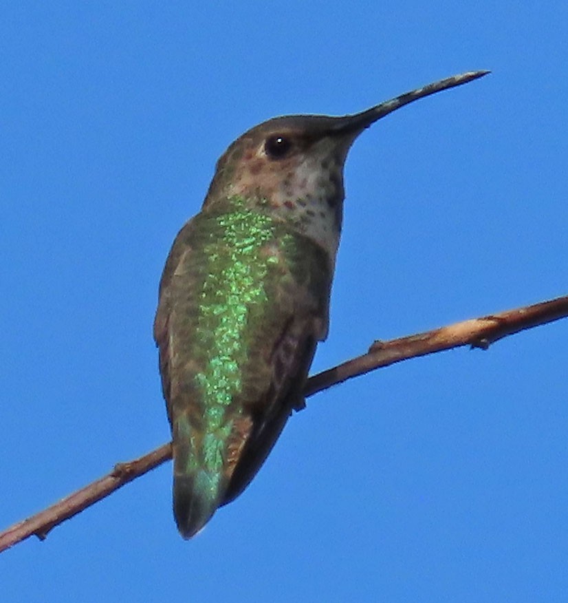 Anna's Hummingbird - ML354823221
