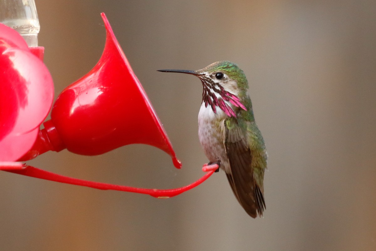 Calliope Hummingbird - Jeremiah Psiropoulos