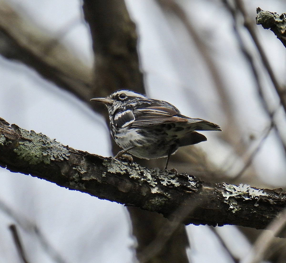 Black-and-white Warbler - ML354842921